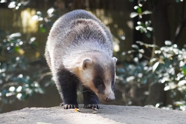 ニホンアナグマさん達_a0381406_06160790.jpg