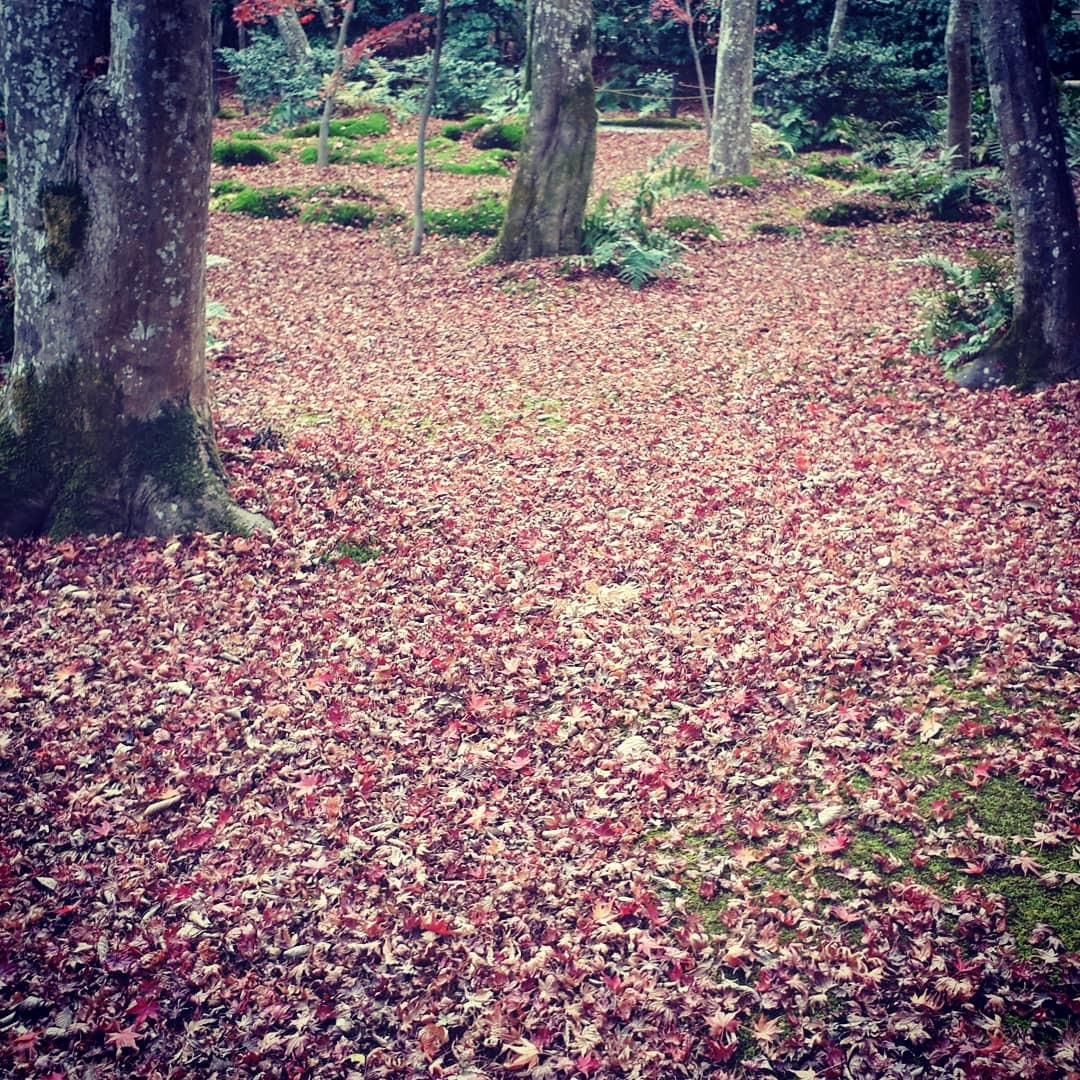 京都紅葉速報2020 祇王寺_d0106134_09353380.jpg