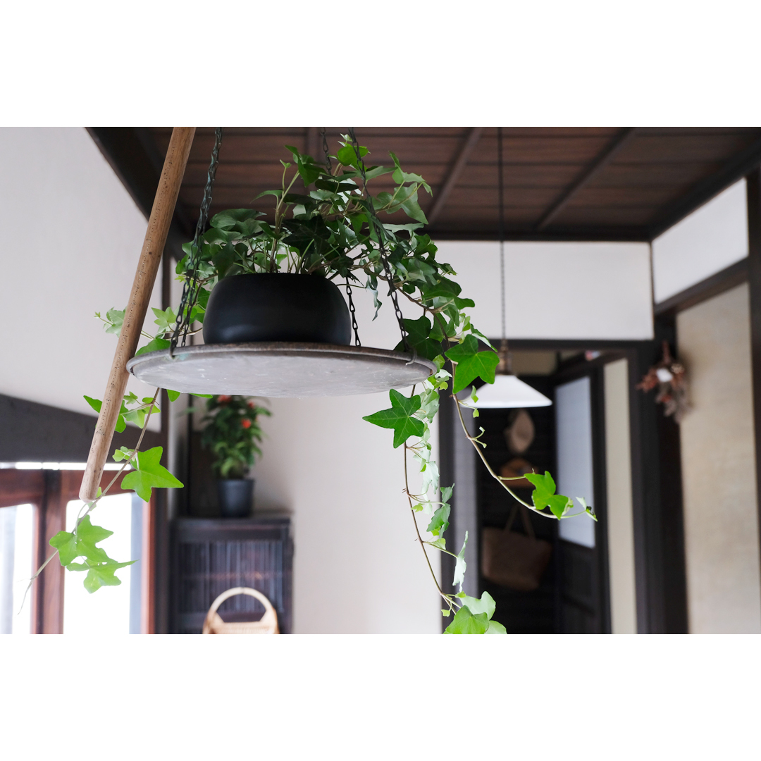 ひそかに、グリーン化計画進行中。_d0227246_12224234.jpg