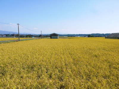 熊本県産!無農薬栽培のひのひかり100%使用の『米粉』大好評販売中!令和3年度の米栽培もスタート!_a0254656_18071338.jpg