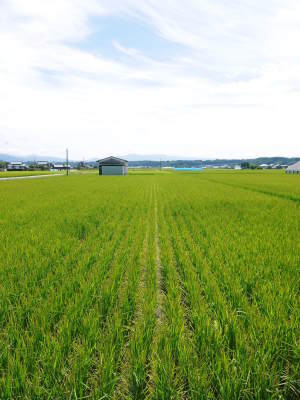 熊本県産!無農薬栽培のひのひかり100%使用の『米粉』大好評販売中!令和3年度の米栽培もスタート!_a0254656_18094302.jpg