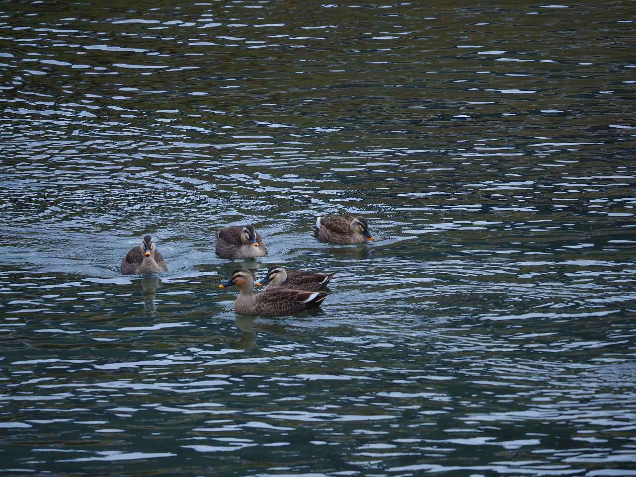 初冬の水鳥_e0367158_17090899.jpg