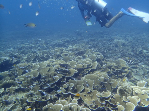 プーケット　ピーピー島、ラチャ島ダイビング_e0147971_16412523.jpg