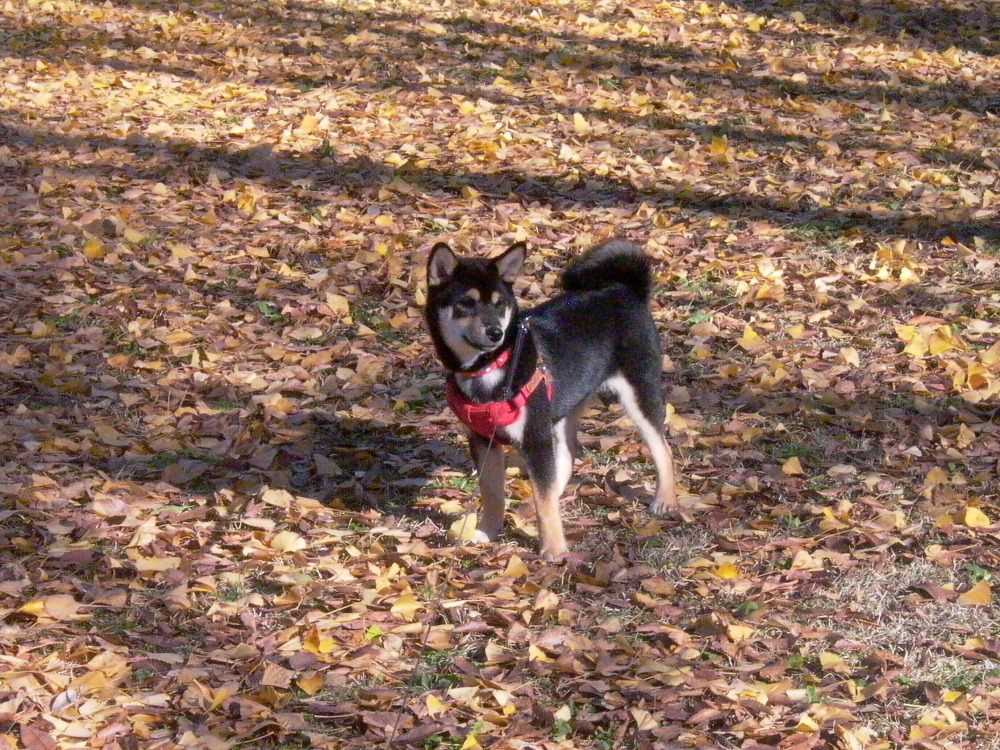 西郷村　甲子大橋の紅葉　その2_e0165983_10110127.jpg