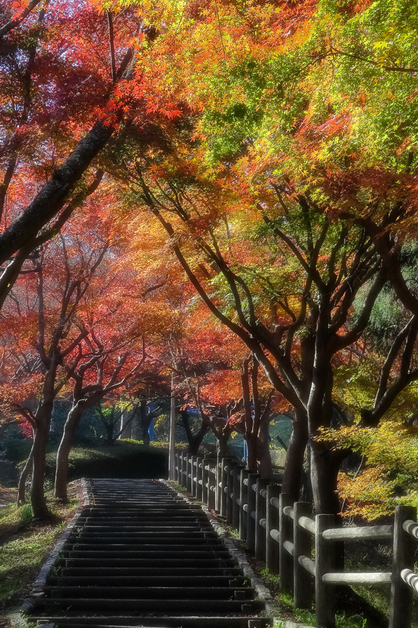 清水船越堤公園の紅葉 やきとりブログ