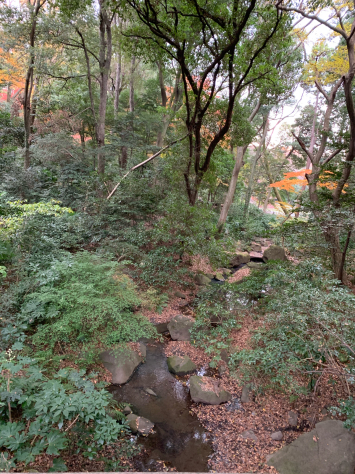 患者様と患者様のご予約の間に、明治神宮に参拝して来ました。_a0112393_13003293.jpg