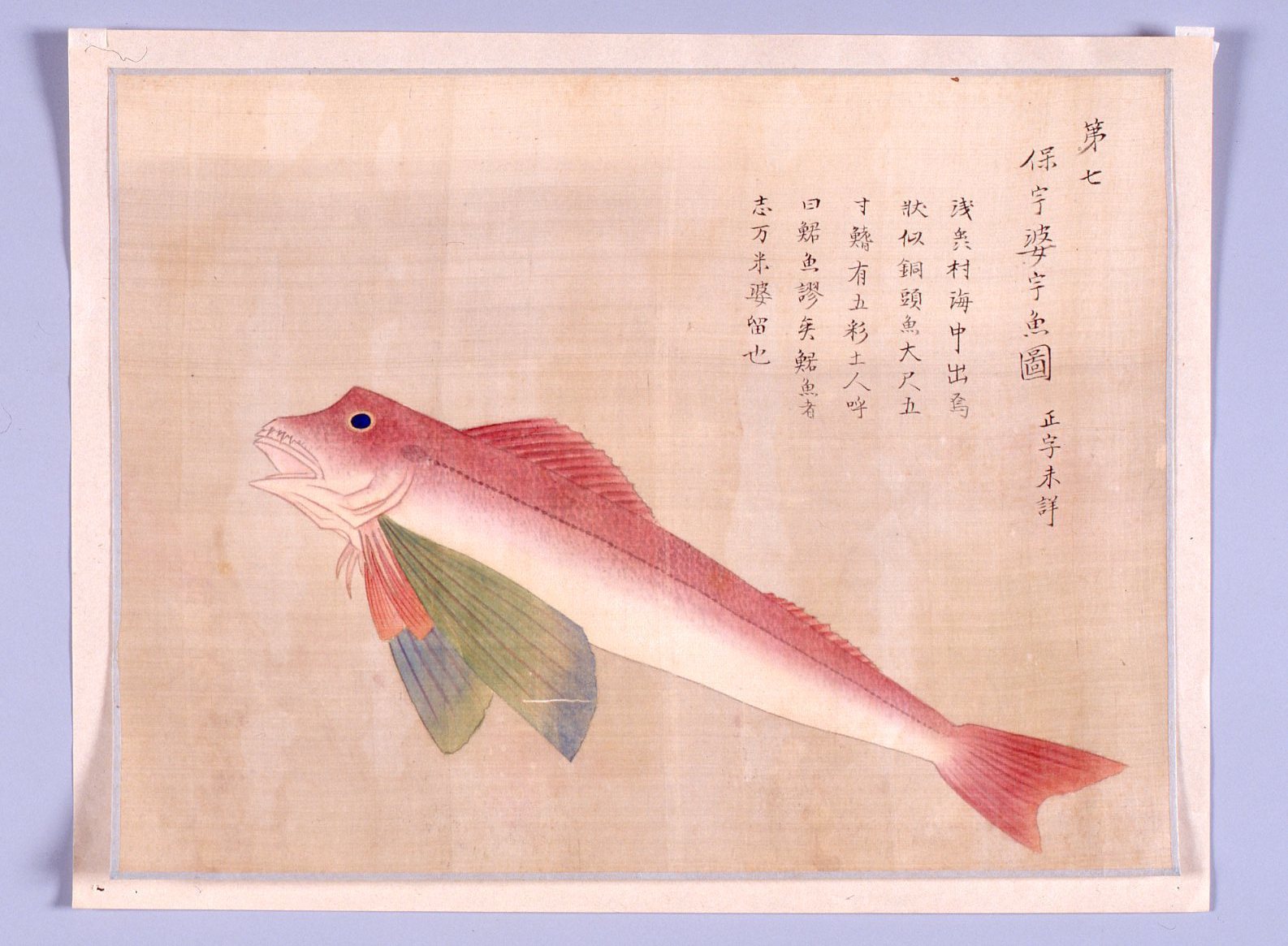 ふるさとの物語 第126回 津軽図譜 のホウボウ 色の変化でリアルな描写 青森県立郷土館ニュース ふるさとの物語 第126回 津軽図譜 のホウボウ 色の変化でリアルな描写 青森県立郷土館ニュース