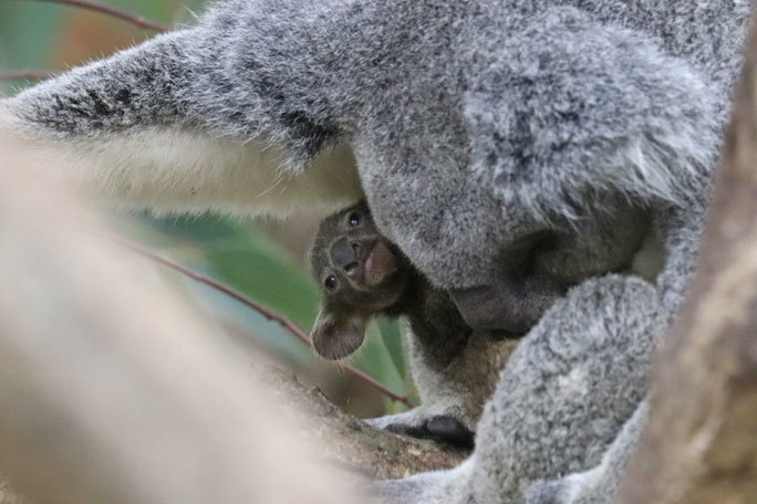 コアラ ジンベラン の赤ちゃん コロン 多摩動物公園へ 埼玉県こども動物自然公園 続々 動物園ありマス コアラ ジンベラン の赤ちゃん コロン 多摩動物公園へ 埼玉県こども動物自然公園 続々 動物園ありマス