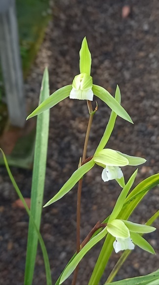 2020 開花 杭州寒蘭 パート2 : 蘭万園日記