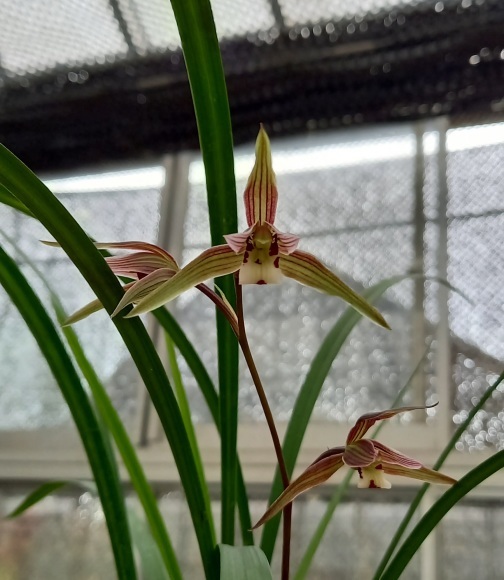 2020 開花 杭州寒蘭 パート2 : 蘭万園日記