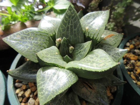花芽の出てきた多肉植物ハオルチア あるまじろの庭