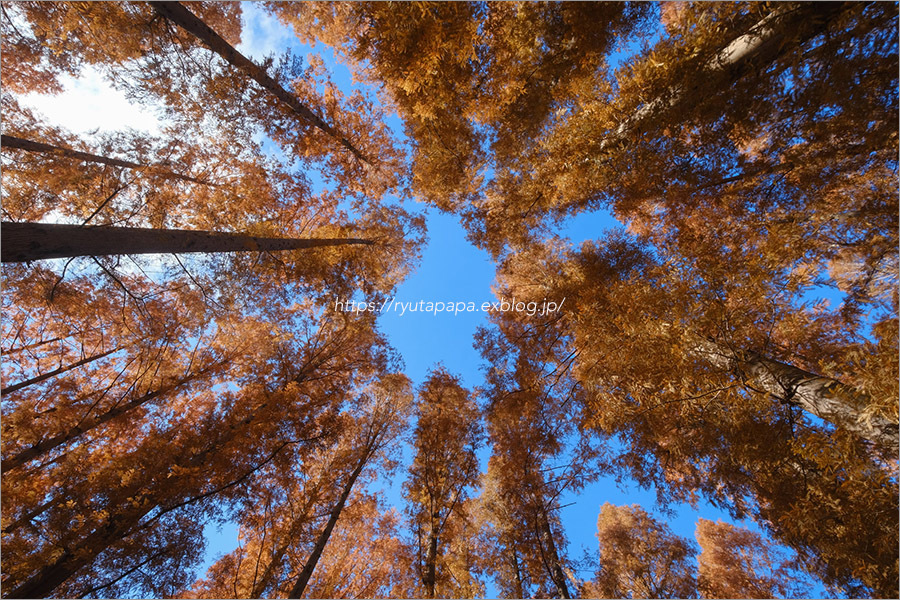 メタセコイアの紅葉 りゅう太のあしあと