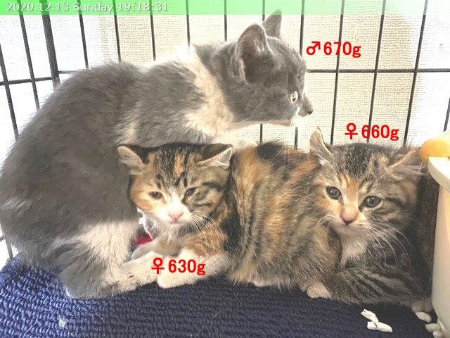 12月26日 土 27日 日 保護猫カフェ開催 青梅にゃんにゃん サークル Wish 12月26日 土 27日 日 保護猫カフェ開催 青梅にゃんにゃん サークル Wish