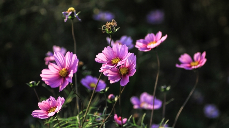 花写 020-0134 (1)_d0060435_15335515.jpg