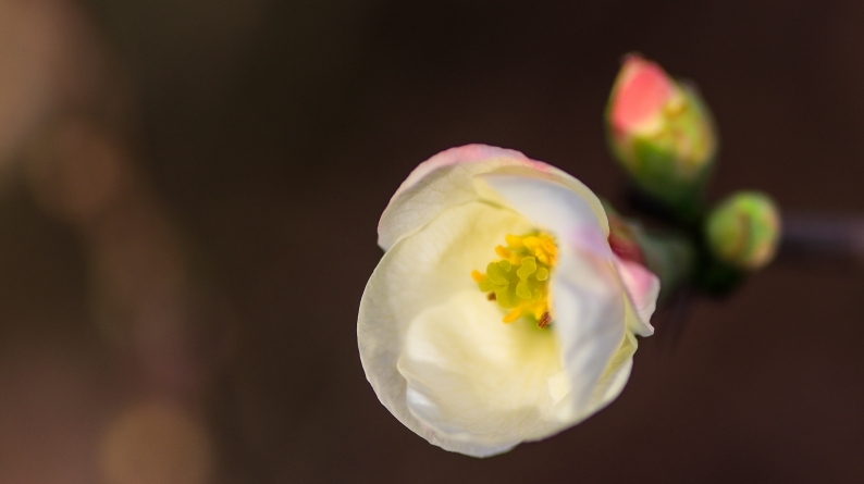 花写 020-0134 (1)_d0060435_15353007.jpg
