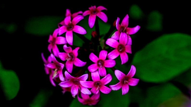 花写 020-0134 (1)_d0060435_15355609.jpg