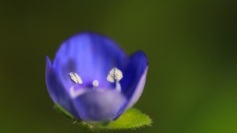 花写 020-0134 (1)_d0060435_15362632.jpg