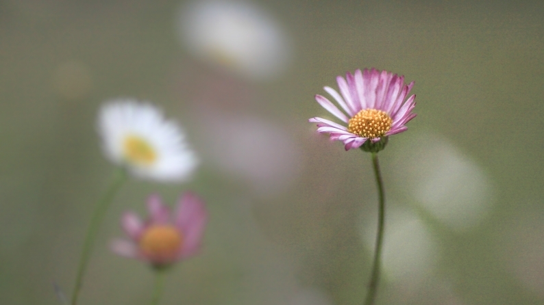 花写 020-0134 (1)_d0060435_15381191.jpg