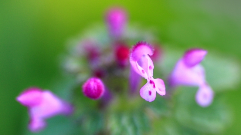 花写 020-0134 (1)_d0060435_15384141.jpg