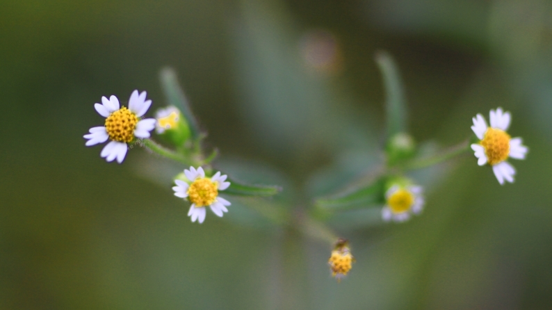 花写 020-0134 (1)_d0060435_15394409.jpg