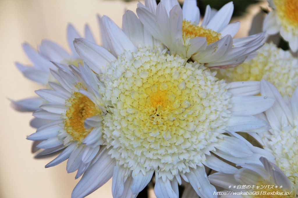白い菊の花 自然のキャンバス 白い菊の花 自然のキャンバス