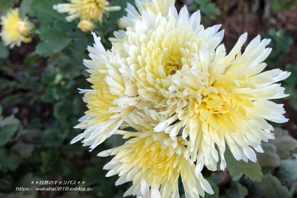 白い菊の花 自然のキャンバス