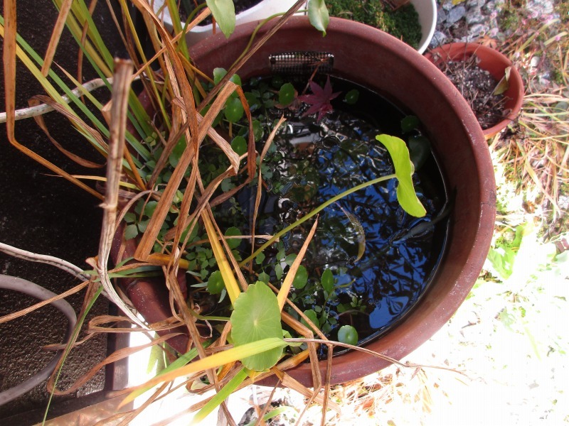 植物 日陰者 孤影悄然