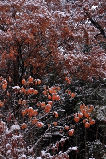 冬の訪れ初雪　　愛知池_b0236595_11311171.jpg