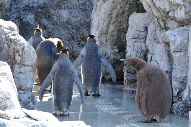 問題です この モコモコ コロコロの動物の正体は 旅プラスの日記 問題です この モコモコ コロコロの動物の正体は 旅プラスの日記