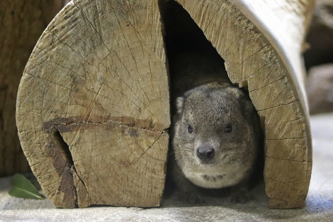 上野動物園：小獣館の動物たち～警戒セヨ！テリトリー内の侵入者！？_b0355317_21435091.jpg