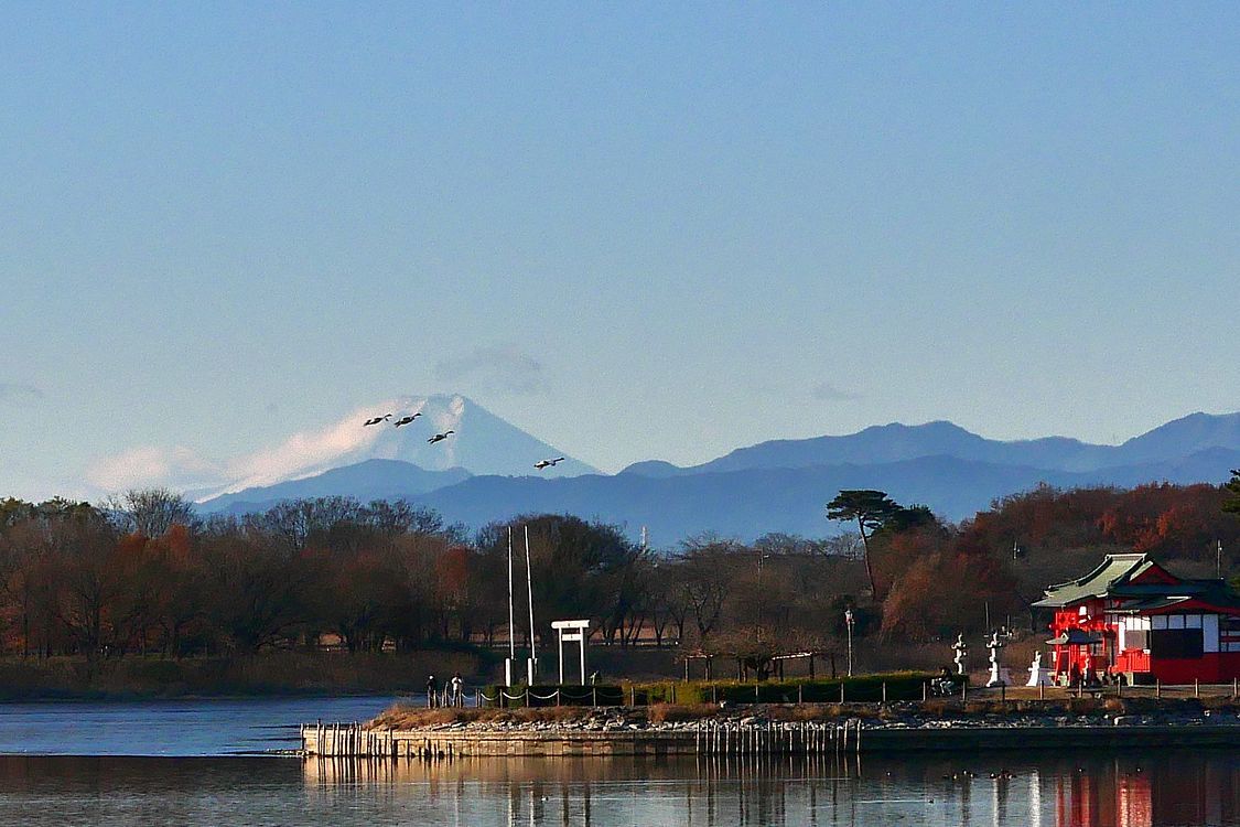 この冬一番冷えた朝・・・多々良沼からやっと富士山がスッキリ見えた!そして・白鳥がオーバーラップ♪_a0031821_21365652.jpg