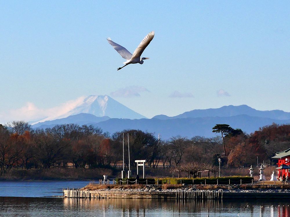 この冬一番冷えた朝・・・多々良沼からやっと富士山がスッキリ見えた!そして・白鳥がオーバーラップ♪_a0031821_21430934.jpg