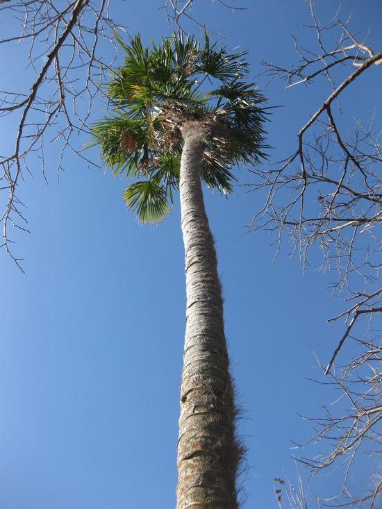 棕櫚（シュロ）の木 : 四季を感じるままに