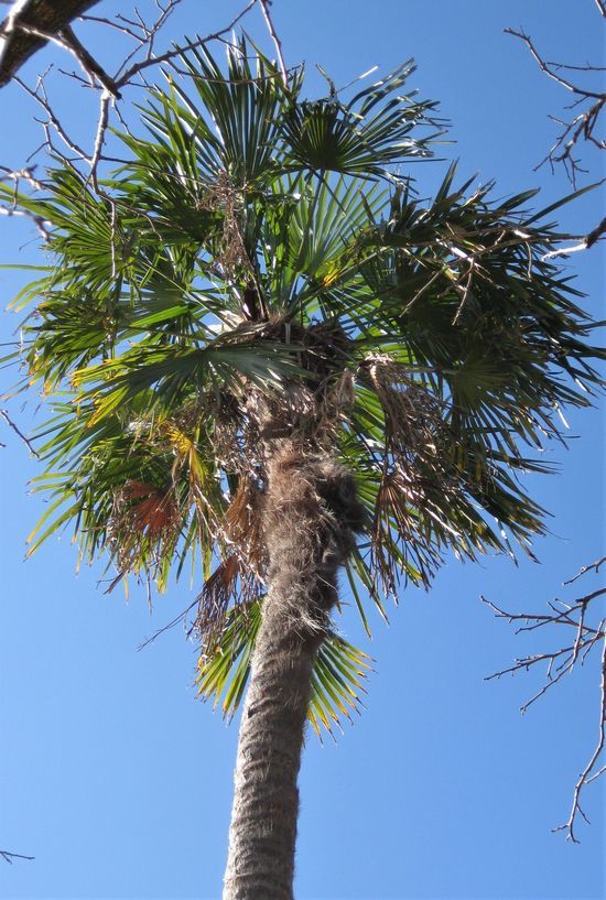 棕櫚（シュロ）の木 : 四季を感じるままに