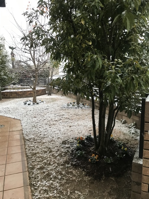 初雪- うれしいような気持ちになり_b0100062_08443510.jpeg