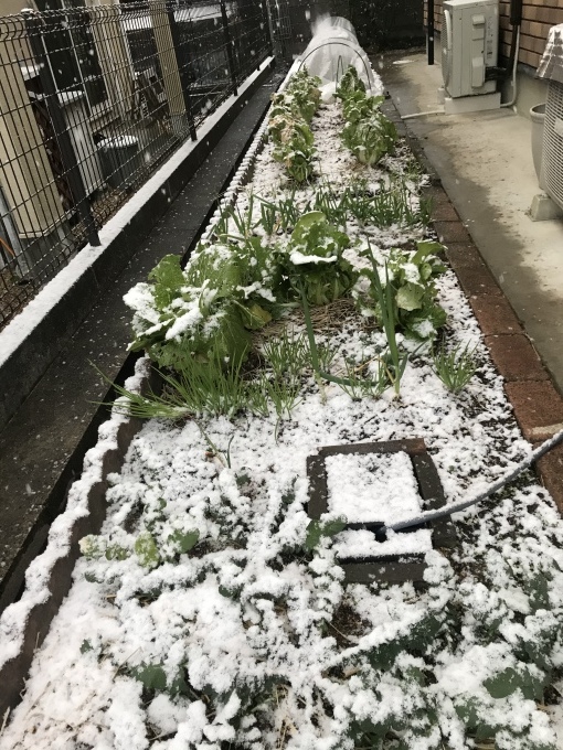 初雪- うれしいような気持ちになり_b0100062_08451582.jpeg