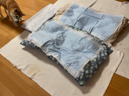 柴犬ハクと 前庭疾患 の記録 ろーりんぐ らいふ 柴犬ハクと 前庭疾患 の記録 ろーりんぐ らいふ
