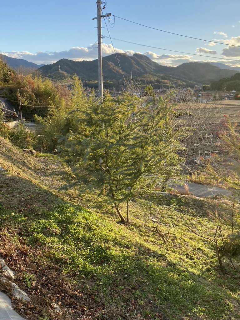 我が家のミモザたち_c0334574_16552620.jpeg