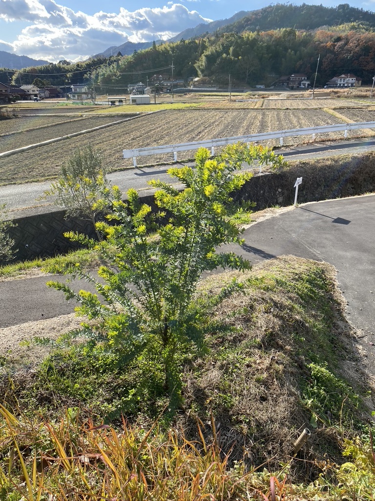 我が家のミモザたち_c0334574_16570538.jpeg