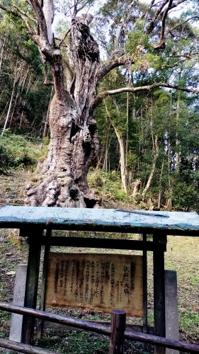 武雄神社から伊王島へ_d0195183_22595703.jpg