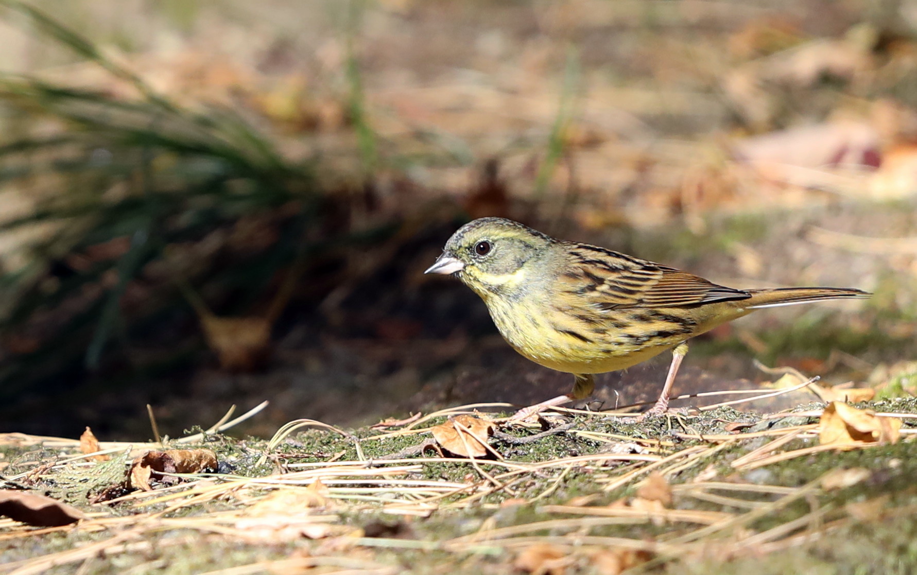 山城での探鳥 その２ アオジに逢う 私の鳥撮り散歩