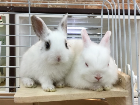 1218 うさぎ チンチラ ハムスター ペットメイト西宮店の生体ブログ 1218 うさぎ チンチラ ハムスター ペットメイト西宮店の生体ブログ