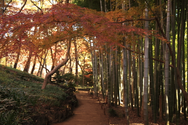 2020年紅葉旅⑦国分寺市　殿ヶ谷戸庭園その２_f0229832_09074092.jpg