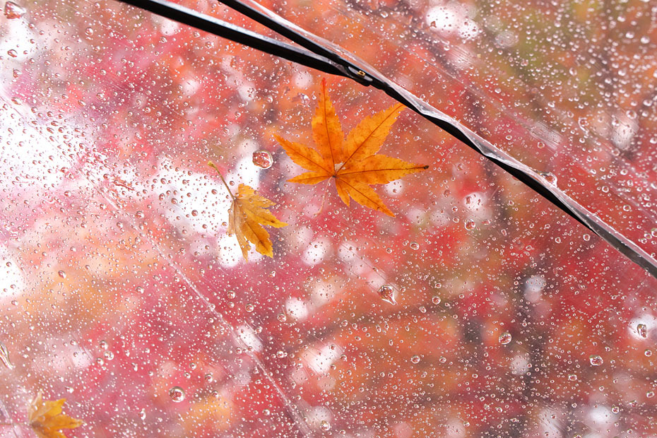 紅葉模様 6 但馬 写真日和 紅葉模様 6 但馬 写真日和