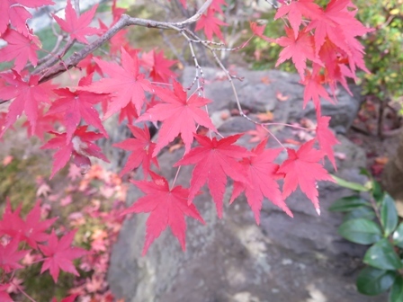 椛が思い出せてくれたこと 風と花を紡いで 椛が思い出せてくれたこと 風と花を紡いで
