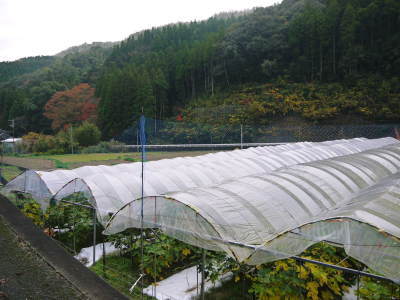 甘熟いちじく　今年も一気に落葉しこれから冬眠に入ります　落葉の様子2020_a0254656_17112171.jpg