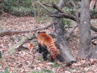 師走の高坂動物園ポタ　３_d0389166_22475803.jpg