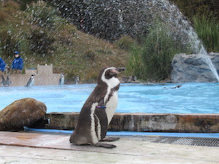 師走の高坂動物園ポタ　３_d0389166_22485945.jpg