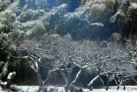 冬の訪れ初雪　　愛知池_b0236595_13172884.jpg