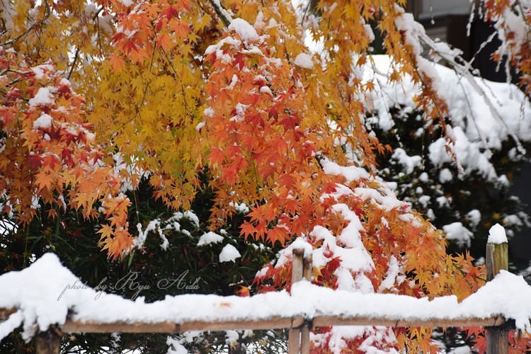 雪紅葉_f0332795_10255741.jpg